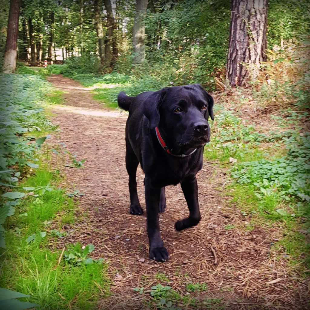 Schnerzfrei nach der Tierphysiotherapie Rheinberg