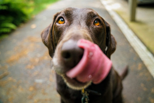 Tierphysiotherapie für Hunde