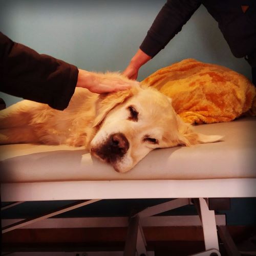 Physiotherapie für Hunde und Katzen in Rheinberg