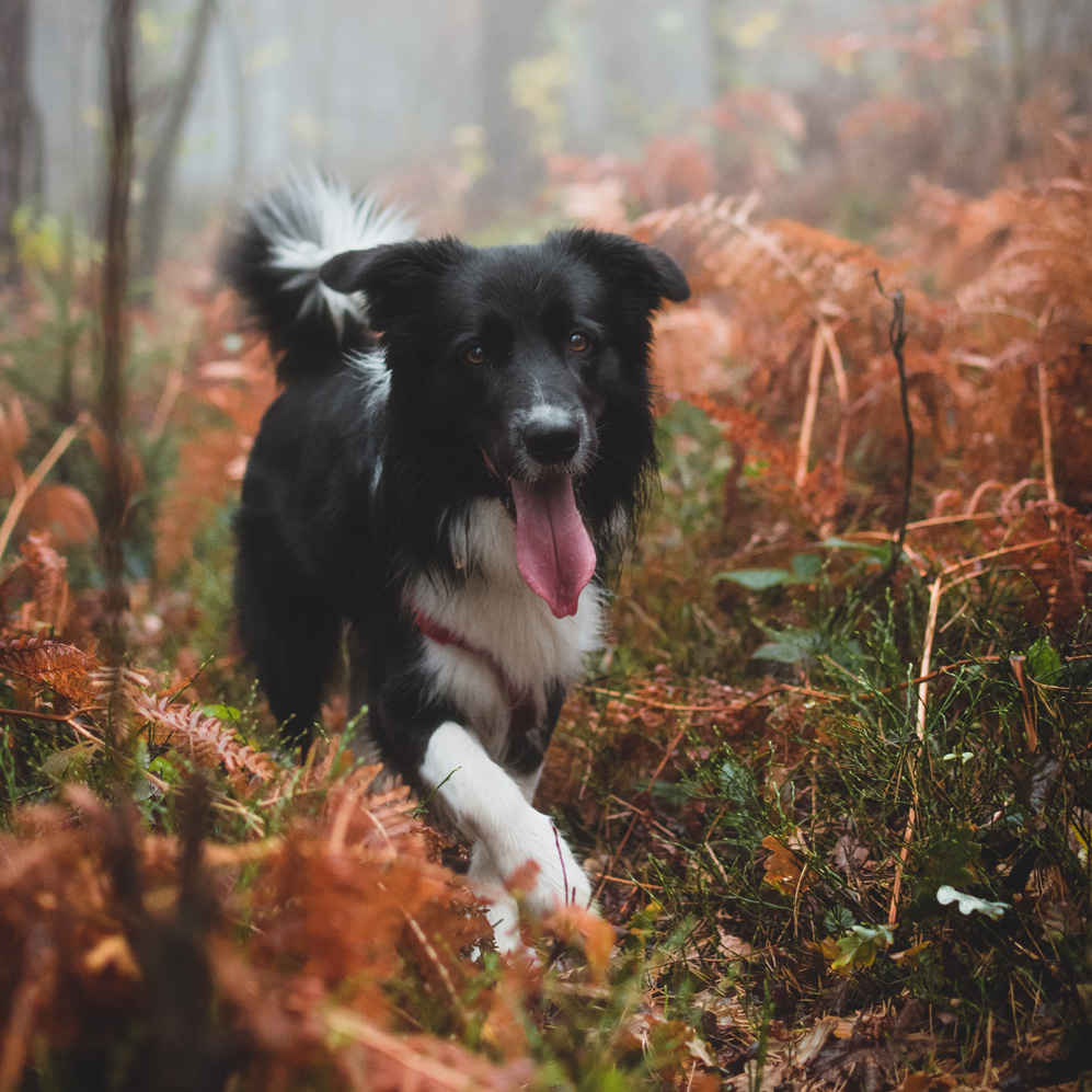 Fit in den Herbst mit der Tierphysiotherapie Rheinberg